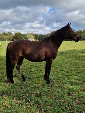 Pouliniere URA DU CHENE