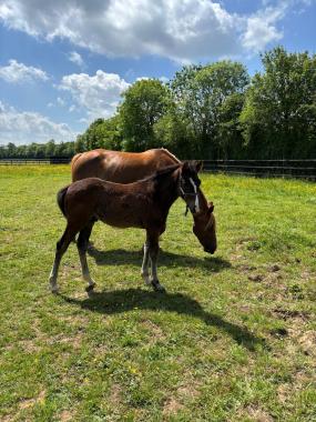 Pouliniere BE MY LIFE