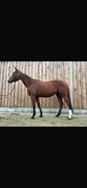 Pouliniere LADY AQUILA