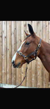 Pouliniere LADY AQUILA
