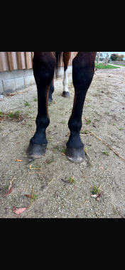 Pouliniere LADY AQUILA