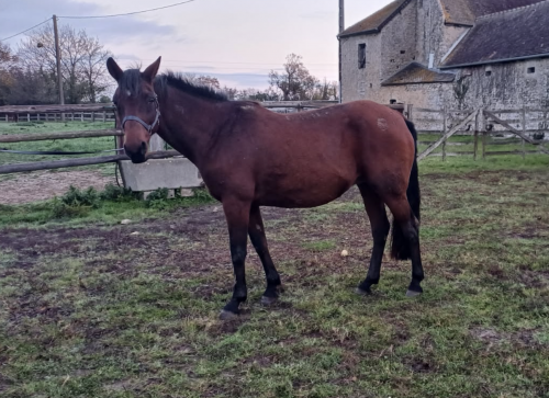 Pouliniere ACTRICE DE BLARY