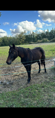 Pouliniere LADOTA PRIOR