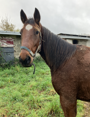 Pouliniere LILI DES SABLES