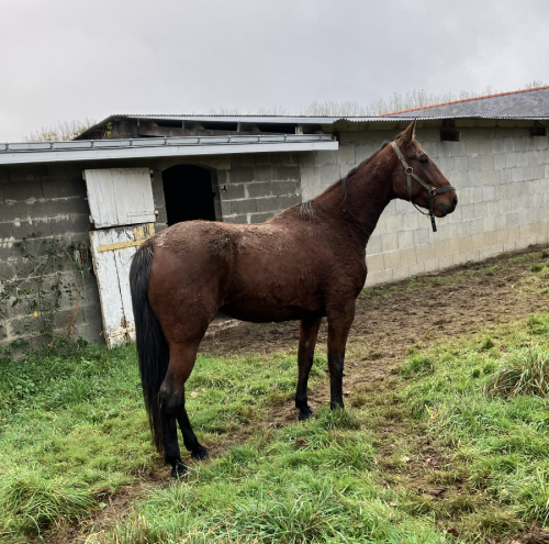 Pouliniere LILI DES SABLES