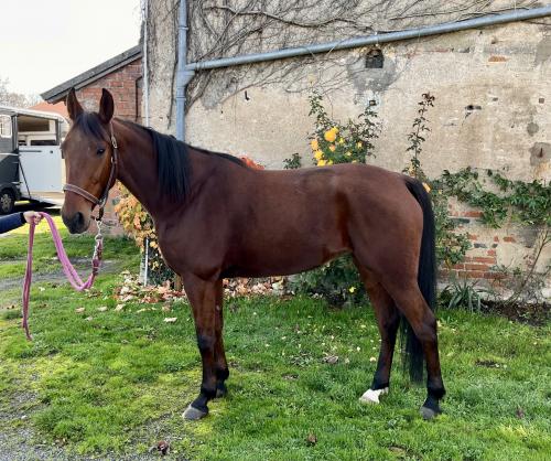 Pouliniere HELLINE SERVINOISE