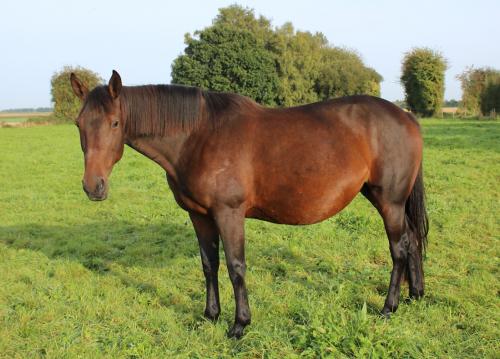 Pouliniere Egerie Du Cherisay