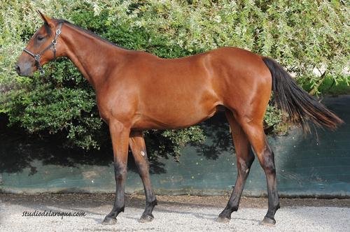 Pouliniere DARLING DU COGLAIS