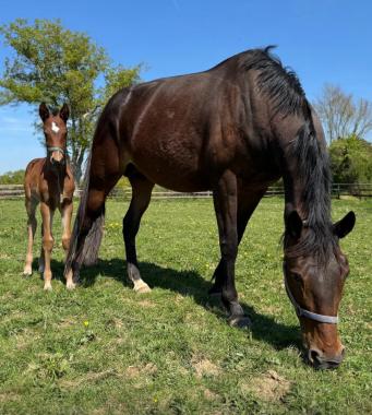 Pouliniere INGENTIA PRIMA