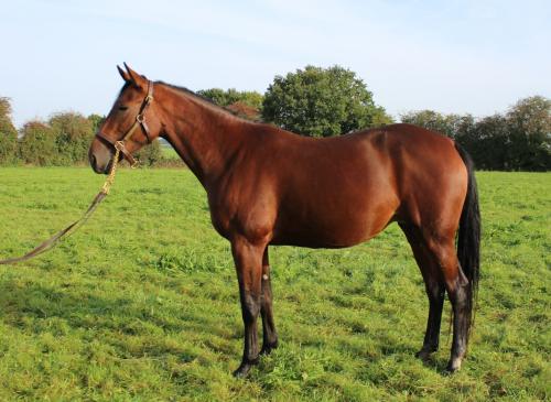 Pouliniere Hawai Griff
