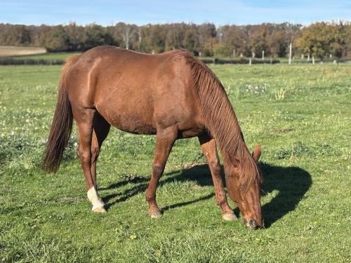 Pouliniere VICTORIA DU NOYER