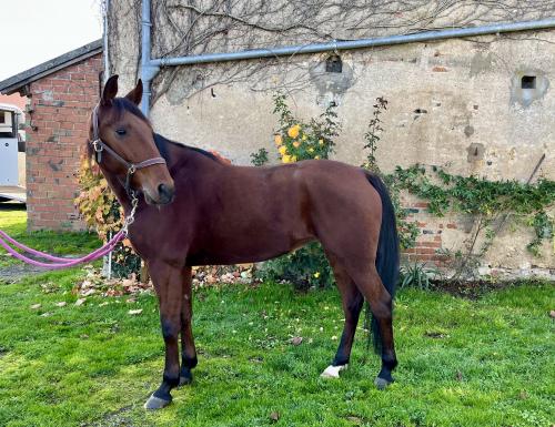 Pouliniere HELLINE SERVINOISE