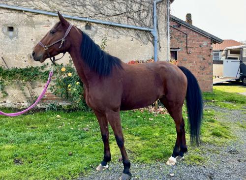 Pouliniere HELLINE SERVINOISE