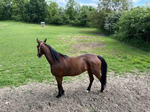 Pouliniere HELLINE SERVINOISE