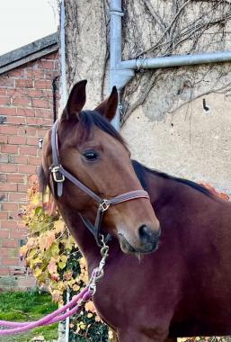 Pouliniere HELLINE SERVINOISE