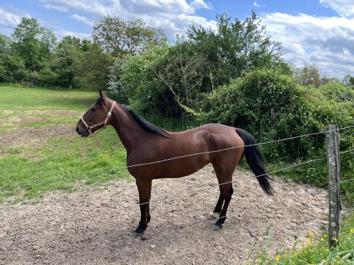 Pouliniere HELLINE SERVINOISE