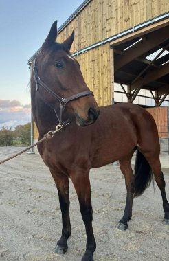 Pouliniere NON E DIFFICILE