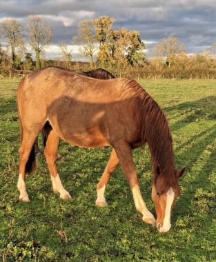 Pouliniere JAZZY DU LIAMONE