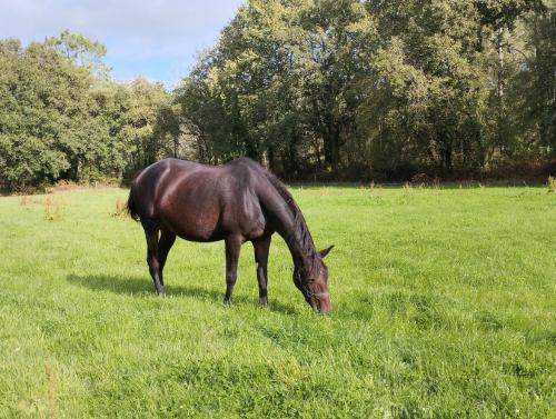 Pouliniere TONIA D'YVEL