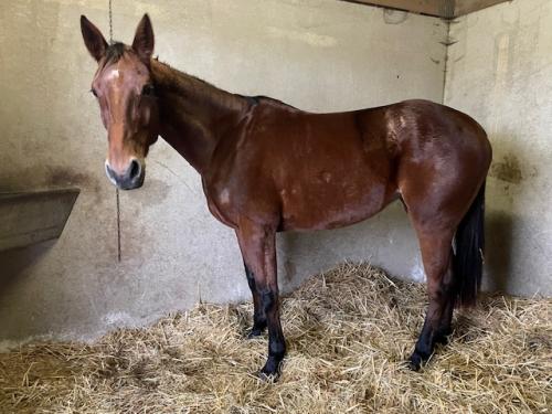 Pouliniere LATINA WHITE