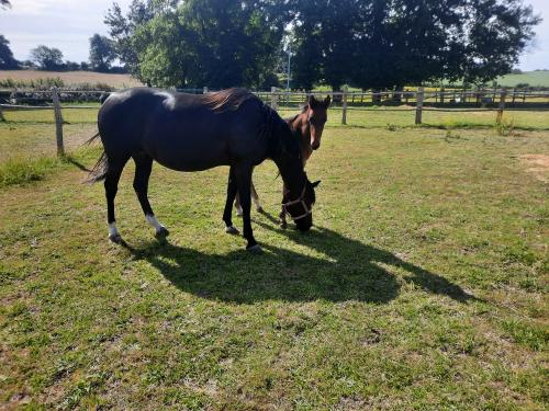 Pouliniere DROGHEDA TUILERIE