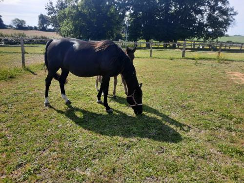 Pouliniere DROGHEDA TUILERIE