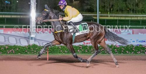 Pouliniere HELIANGA DE NILE