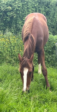 Pouliniere UNION MYSTIQUE