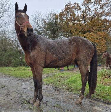 Pouliniere MONI DANCER