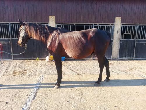 Pouliniere BELLA FLORE