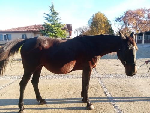 Pouliniere BELLA FLORE