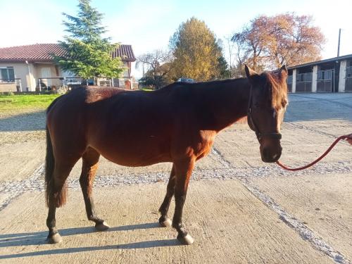 Pouliniere EZRA DE LIGNY