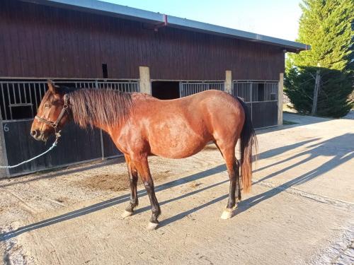 Pouliniere CASHINGA DE LOU