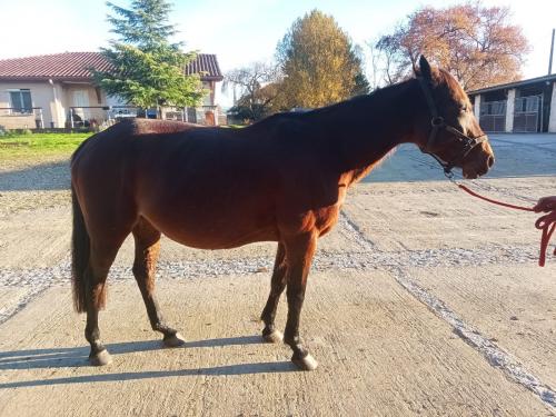 Pouliniere CASHINGA DE LOU