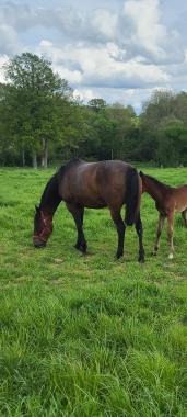 Pouliniere GLORIA DES BORDES