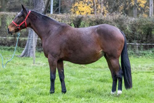 Pouliniere HARMONY WIND