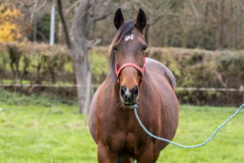 Pouliniere HARMONY WIND