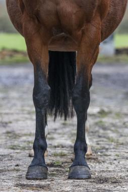 Pouliniere HARMONY WIND