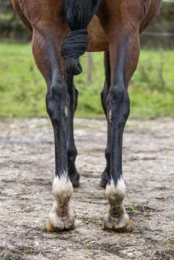 Pouliniere HARMONY WIND