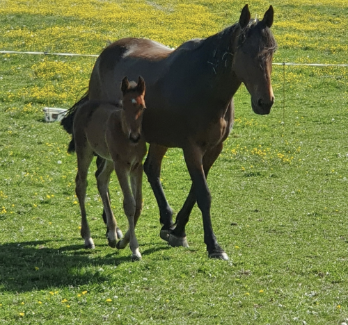 Pouliniere GLORIA DES BORDES