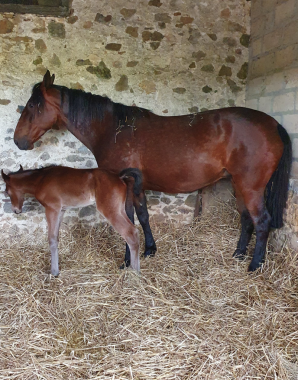 Pouliniere GLORIA DES BORDES
