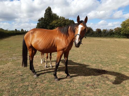 Pouliniere FARANDOLE DU PRE