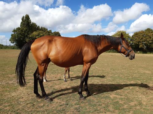 Pouliniere FARANDOLE DU PRE