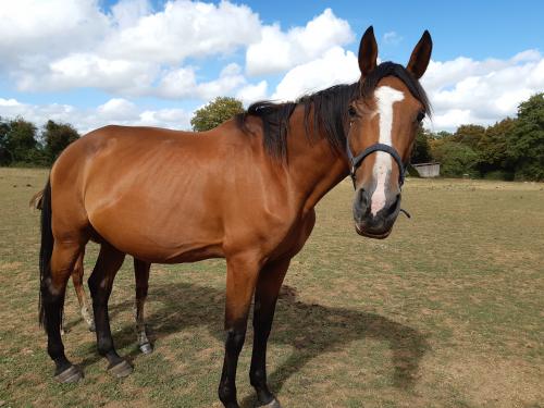 Pouliniere FARANDOLE DU PRE
