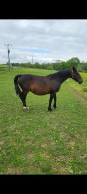 Pouliniere SMYRNA DU GOUTIER