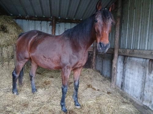 Pouliniere DONA NINA