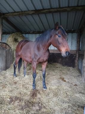 Pouliniere DONA NINA