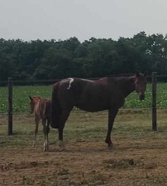 Pouliniere EPONA CENSERIE