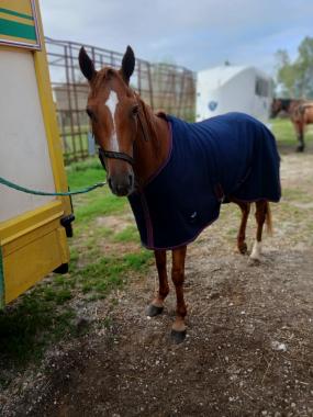 Pouliniere KARINE DU RIL