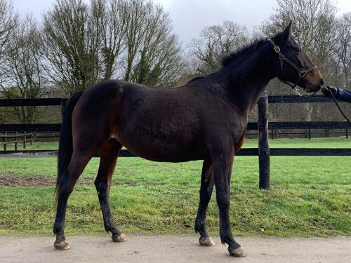 Pouliniere JOUVENCE DE FATOU